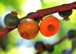 Pesquisa da Uema investiga planta nativa como alternativa natural para melhorar qualidade da cachaça